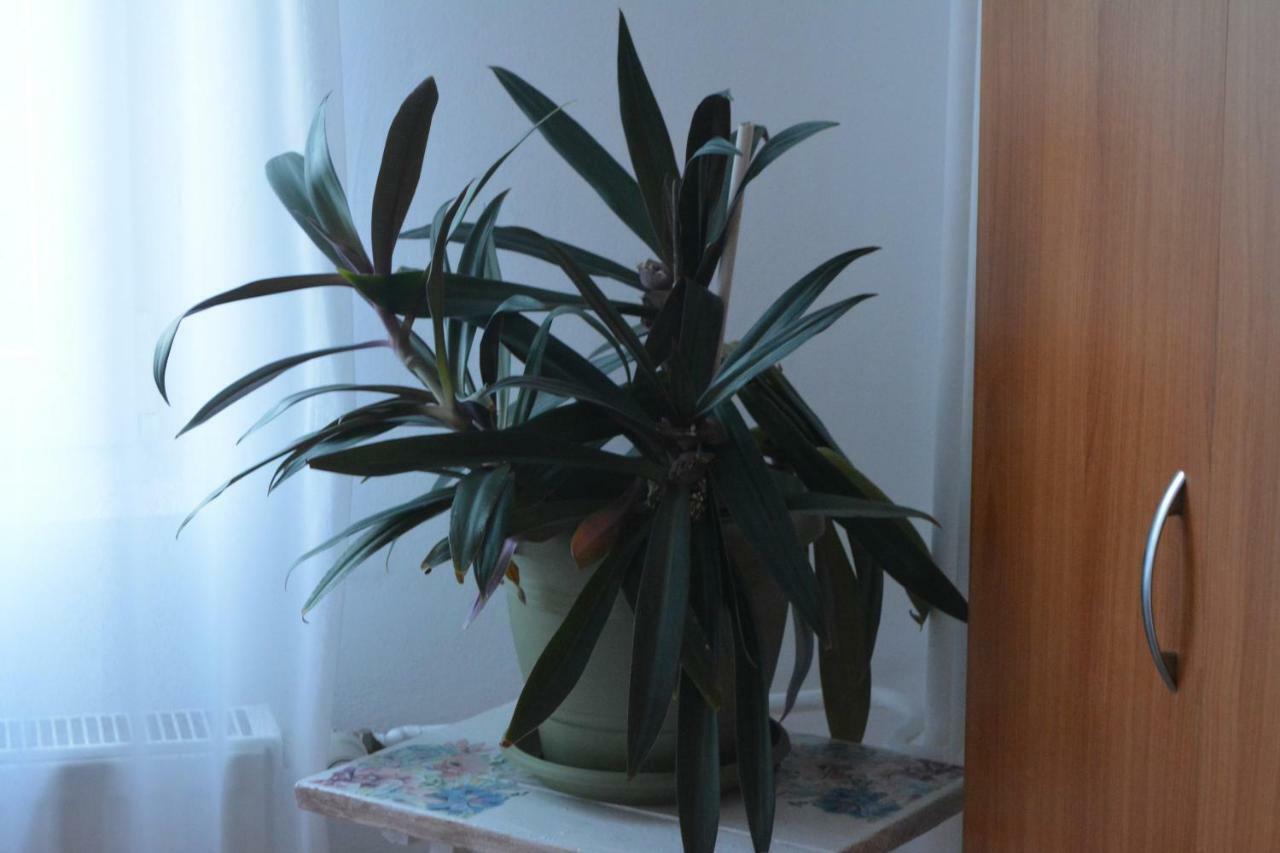 טימישוארה M@D Apartment מראה חיצוני תמונה